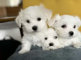 Malteser hanner 9 uger