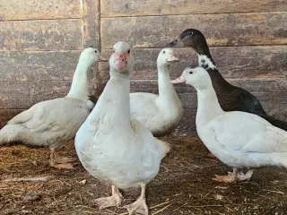 Moskusand med 4 ællinger