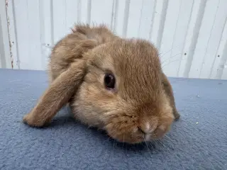 Dværgvædder hankanin 