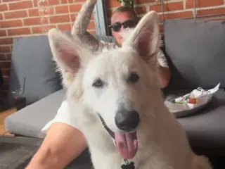 Hvid Schweizisk Hyrdehund 