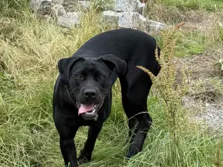 Labrador/ cane corso tæve søger nyt hjem 
