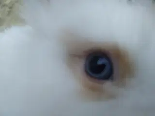 Teddy Løvehoved unge, tamme