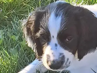 Skønne FT Springer Spaniels søger nye familier