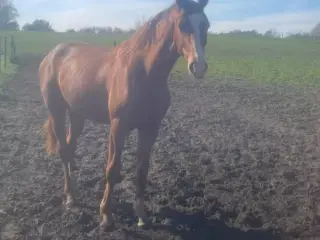 2 hopper 3 år efter donkey boss 