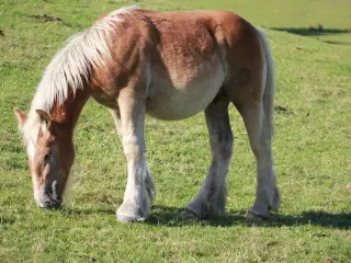 Jydsk hest- føl