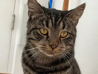 British / huskat blanding