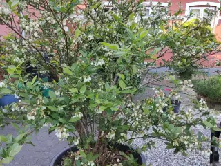 Blåbær Planter