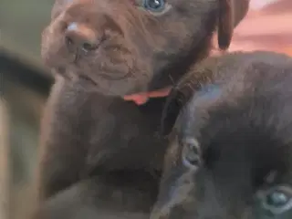 Sunde, sociale labradorhvalpe i sort og brun 🐶