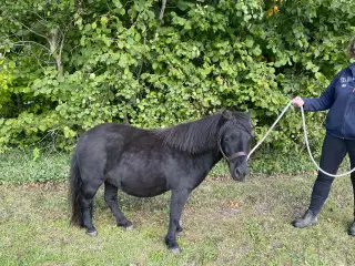 Shetlænder vallak rødt pas