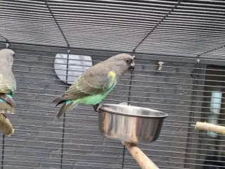 Meyers papegøje - 10 mdr.