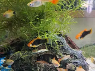 5 stk platy ungfisk