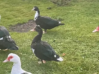 Moskus ænder sælges