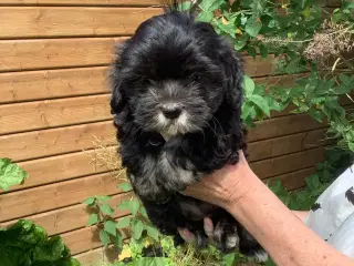Bommer Hundehvalpe