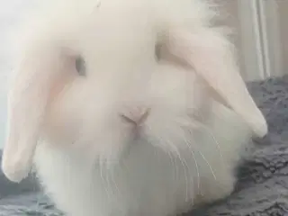 Super cute kaninunge