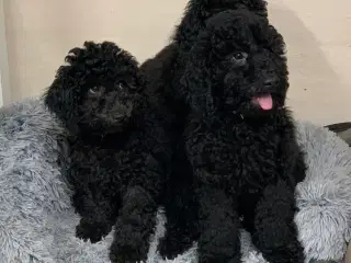 Ægte dværg / mellem puddel må rejse nu!