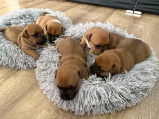 🐾 Staffordshire Bull Terrier hvalpe m. stamtavle