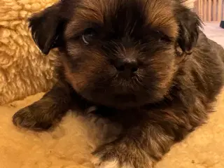 Lhasa Apso hvalpe m/DKK