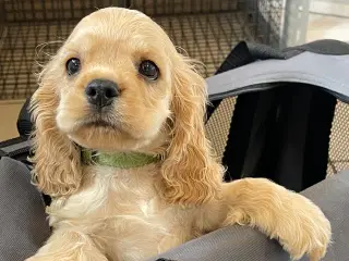 Rejseklar 🧳 Skønne Amerikanske Cockerspaniel 