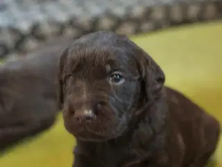 Brune Labradoodle