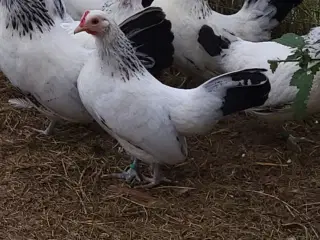 Dværghøns