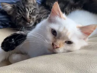 Børnevenlig hellig Birma 