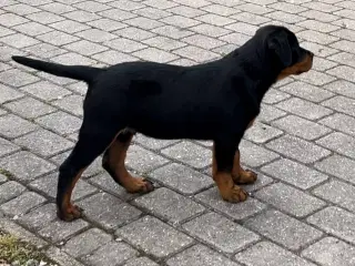 Rottweiler hvalpe 