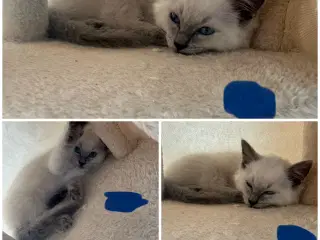Superskønne Ragdoll killinger