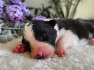 Hvalpe -  Border Collie ADHD, Agility, Autisme 