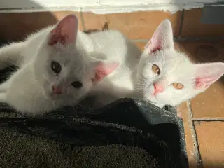 Gratis kattekillinger