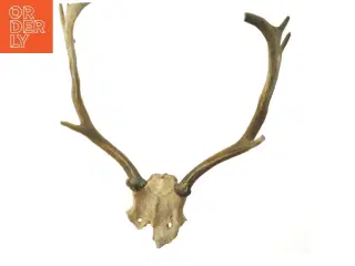 Hjortegevir (str. 50 cm)
