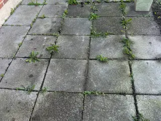 Fliser gives væk  50x50