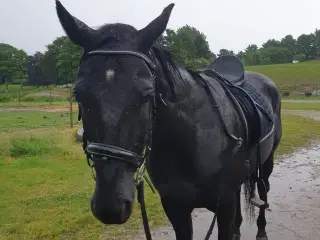 SØGER SØGER SØGER (billedet for blikfang)