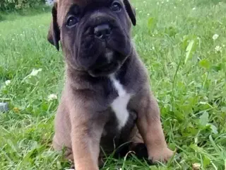 Bullmastiff hvalpe til salg