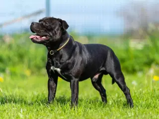 Staffordshire Bull terrier
