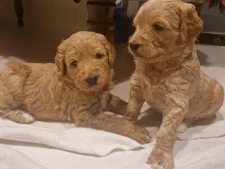 GoldenDoodle