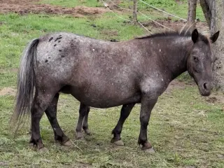 Børnevenlig Shetlænder hoppe