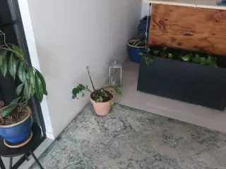 Diverse planter og krukker m.m.
