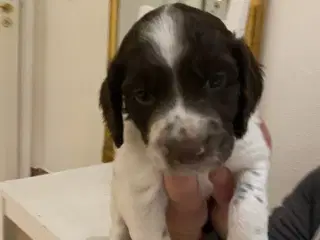 Kleiner Munsterlænder - 2 hanhunde tilbage