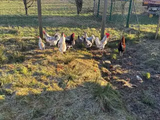Jeg byder på 30 æg fra mine fritgående høns for 50