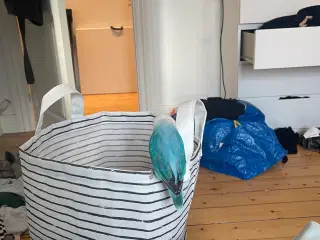 Dværgpapegøje 
