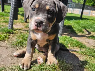 American bully 