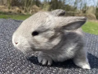 FRANSK VÆDDER HAN VILDT BRUN