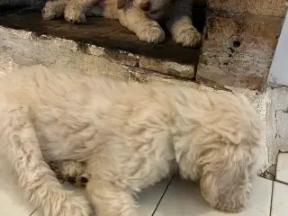 Lækker labradoodle hvalp