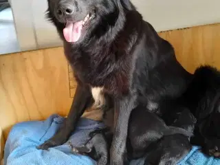 Hvalpe fra den mest rolige familie hund