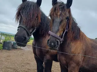 1 årig Jyskhest hingst sælges