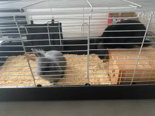🐰 To søde kaniner søger nyt kærligt hjem 🏡 🐰