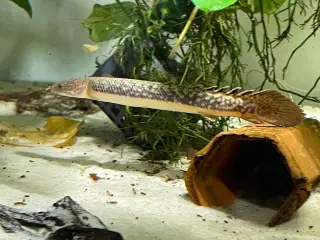 Fisk Bichir 2 farver