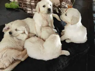 Golden retriever han hvalpe 