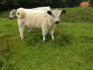 galloway