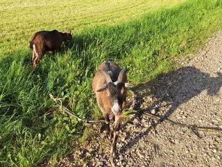2  tamme dværggeder sælges tilsammen